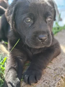 Labrador retriver štenci