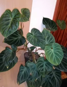 Philodendron verrucosum