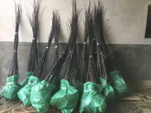 Sadnice Sljive - VELIKI IZBOR SORTI