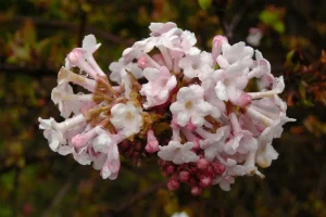 Viburnum farreri (mirisna kalina)
