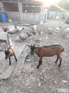 Jarci stari 8 meseci