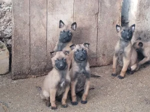 belgiski ovcar malinoa