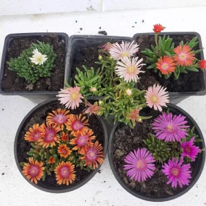 Ledeni cvet - vise boja