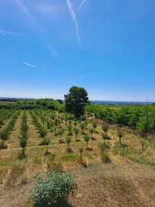 Koraćica, 160 ar