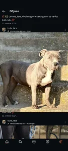 Pit bull