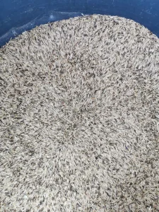 Prvoklasna zob 1.000kg, 37din