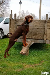 Doberman za parenje