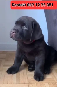 ČOKOLADNI (braon) labrador štenci