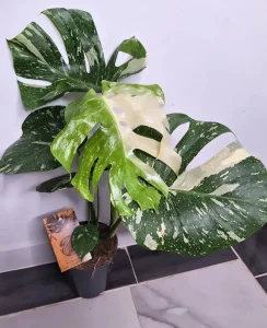 Monstera thai