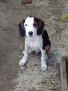 Mužjak i ženka 4 meseca.