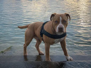 american bully