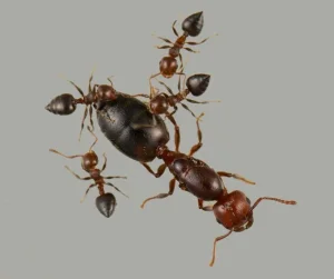 Mravi - vrsta Crematogaster schmidti