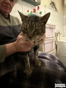 Mladi prelep i pitom mackic trazi dom