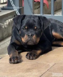 Rottweiler muški štenci