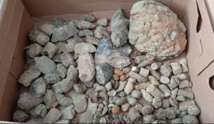 Veliki lot fosila preko 100 primeraka