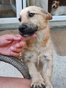 lepi Cane traži udomitelje .