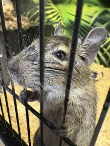 Degu čilenaske veverice