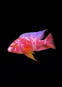 Aulonocara OB albino