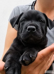 Staffordshire Bullterrier