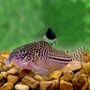 Corydoras julli