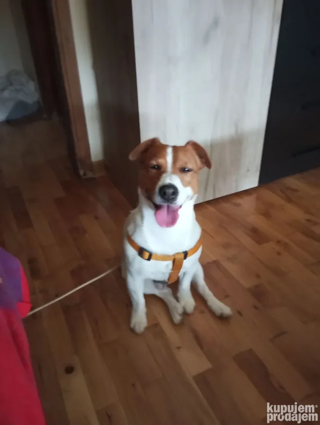 Cuvanje pasa ,Beograd