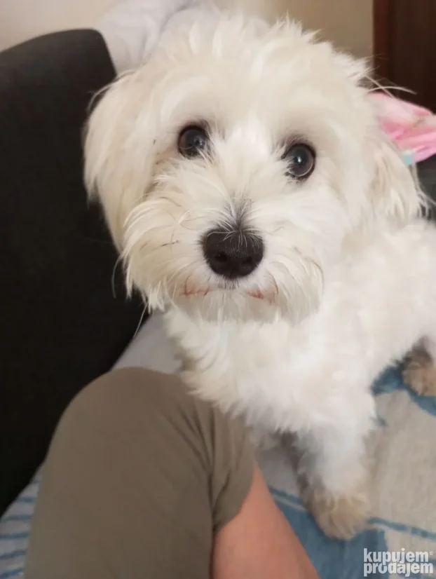 Cuvanje pasa ,Beograd