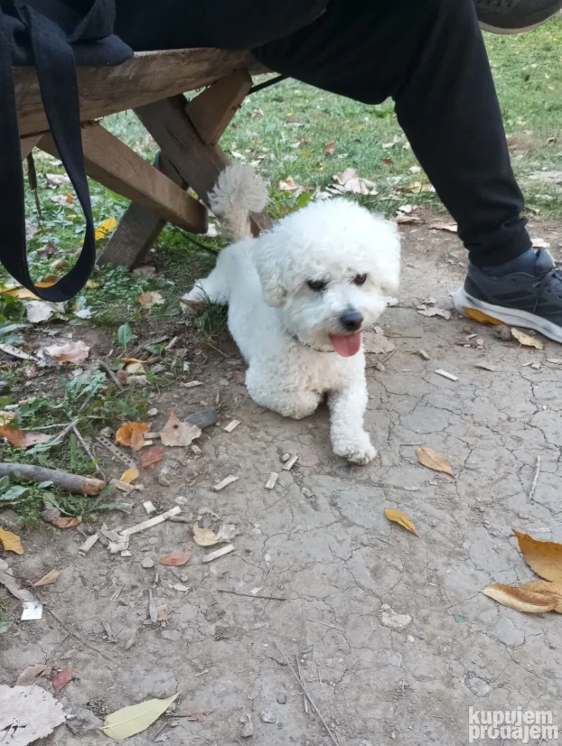 Cuvanje pasa ,Beograd