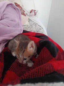 4 mala maceta nadjena u kutiji.Traze dom