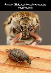 Pasuljev žižak (Acanthoscelides obtectus)