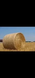 Slama