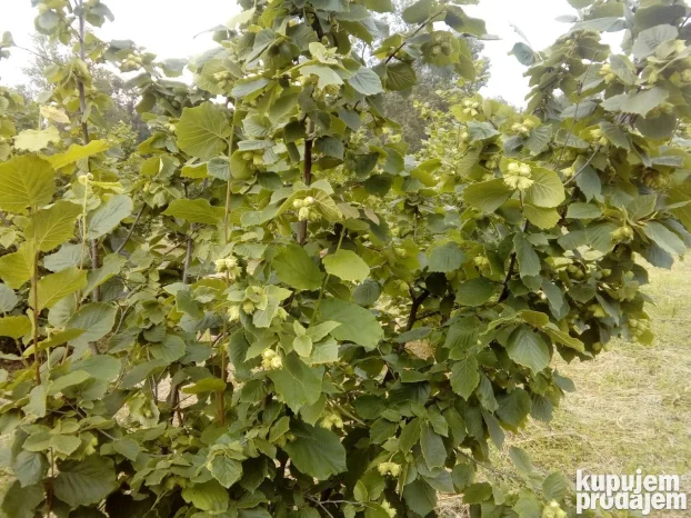 Profesionalno usluzno krckanje i prebiranje lesnika