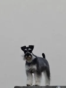 Patuljasti šnaucer biber so- spreman za parenje