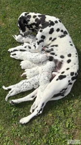 Dalmatinac - štenci dalmatinca