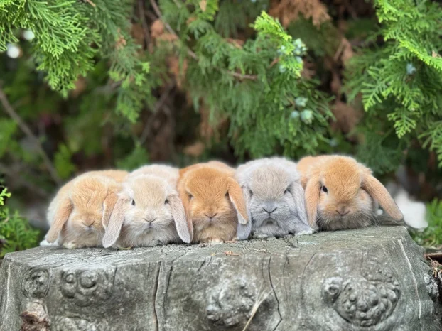 Patuljasti ovnoliki zecevi, Dostava do Bg, slanje i oprema
