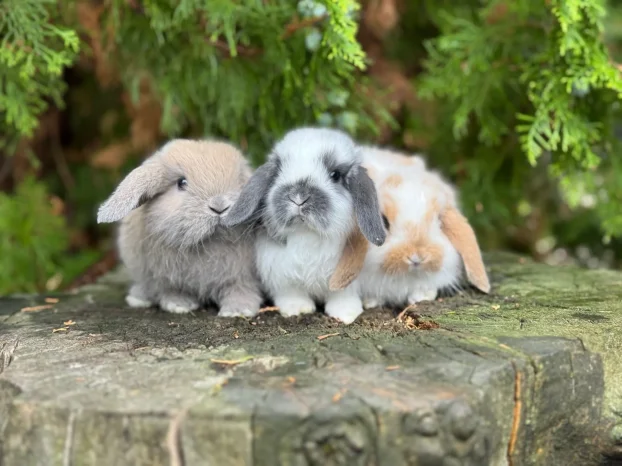 Patuljasti ovnoliki zecevi, Dostava do Bg, slanje i oprema