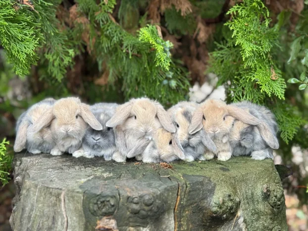 Patuljasti ovnoliki zecevi, Dostava do Bg, slanje i oprema