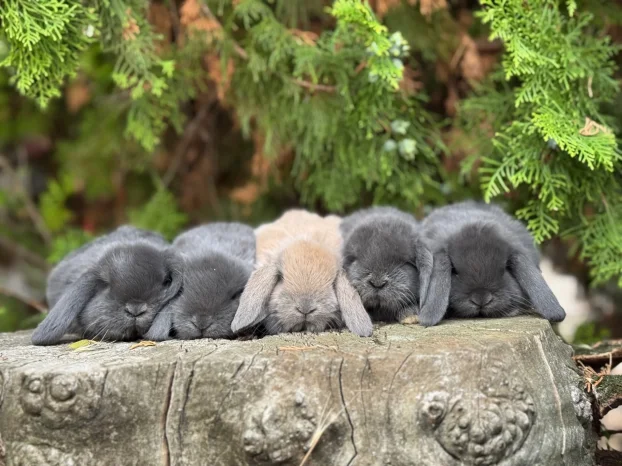 Patuljasti ovnoliki zecevi, Dostava do Bg, slanje i oprema