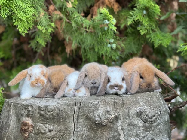 Patuljasti ovnoliki zecevi, Dostava do Bg, slanje i oprema