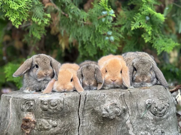 Patuljasti ovnoliki zecevi, Dostava do Bg, slanje i oprema