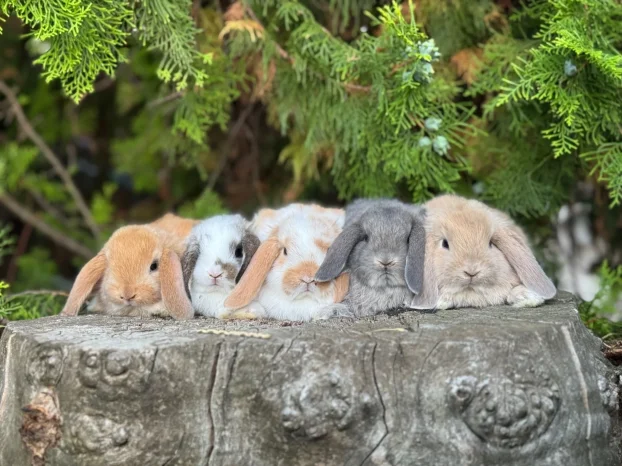 Patuljasti ovnoliki zecevi, Dostava do Bg, slanje i oprema