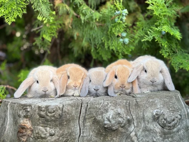 Patuljasti ovnoliki zecevi, Dostava do Bg, slanje i oprema