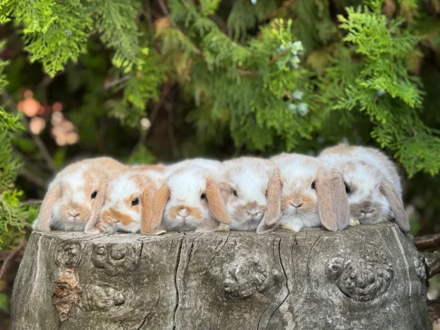 Patuljasti ovnoliki zecevi, Dostava do Bg, slanje i oprema