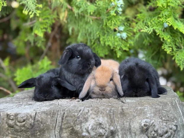Patuljasti ovnoliki zecevi, Dostava do Bg, slanje i oprema