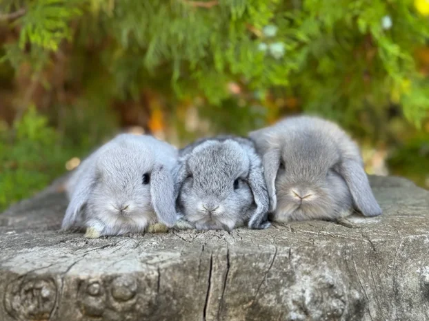 Patuljasti ovnoliki zecevi, Dostava do Bg, slanje i oprema