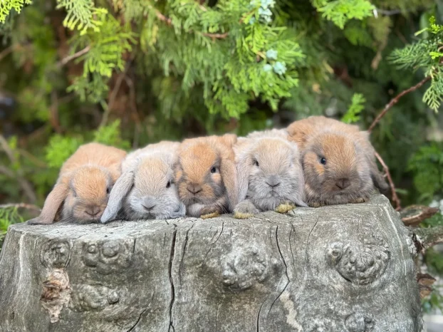 Patuljasti ovnoliki zecevi, Dostava do Bg, slanje i oprema