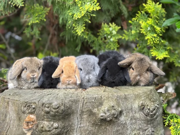 Patuljasti ovnoliki zecevi, Dostava do Bg, slanje i oprema
