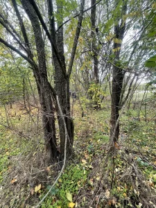 Na prodaju Bagremar Mladi