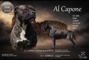 Cane Corso muzjak za parenje