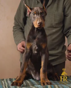 Doberman stene
