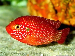 lifalili